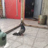 نوک قنار