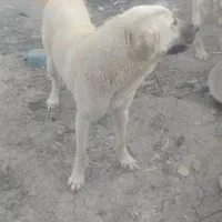 سگ ماده عراقی اصل 10ماهه از نژاد بالا