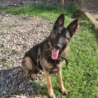 واگذاری توله ژرمن|سگ|سنگر, |دیوار