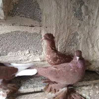 کبوتر بالا الوان ومایا