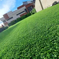 چمن ویژه مدارس با نصب تخصصی|مصالح و تجهیزات ساختمان|شیراز, گویم|دیوار