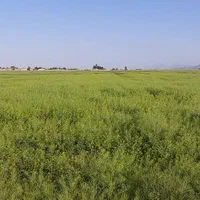 ۵ هکتار زمین کشاورزی موقعیت عالی با تغییر کاربری|فروش زمین و ملک کلنگی|مرودشت, رودبال|دیوار