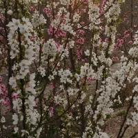 باغ و باغچه|فروش زمین و ملک کلنگی|صباشهر, |دیوار