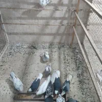 کبوتر تهرانی|پرنده|پاکدشت, حصار امیر|دیوار