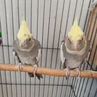 یک جفت عروس  هلندی   به فروش میرسد|پرنده|پاکدشت, پاکدشت (مامازند)|دیوار