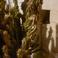 کاکتوس ارتفاع یه متری برای دکور و زیبایی|گل و گیاه طبیعی|کازرون, |دیوار