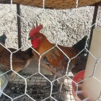 خروس محلی خالص|حیوانات مزرعه|مرودشت, فاز دوم شهرک فرهنگیان|دیوار