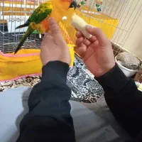 طوطی خورشیدی فول رام چلوندنی سخنگو|پرنده|کرمان, |دیوار