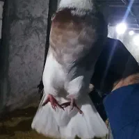 طوقی|حیوانات|ایذه, |دیوار