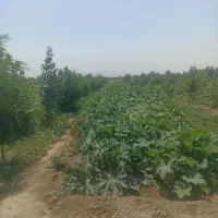 باغچه|فروش زمین و ملک کلنگی|کرج, سی متری صنعتکاران|دیوار