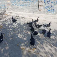 اردک|حیوانات مزرعه|بیستون, |دیوار