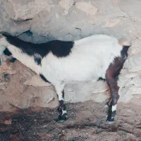 کهره نزار چاق ۱۵/۱۶کیلویی