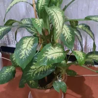 گل اپارتمانی