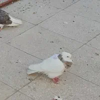 گمشده طوقی سرور