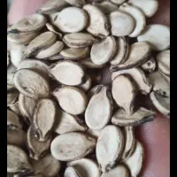 تخمه هندوانه