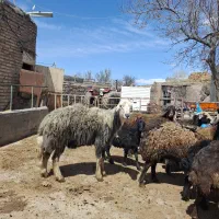 قوچ کله عروس