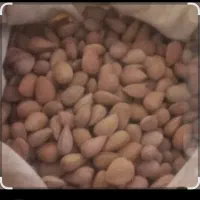 بادام تلخ