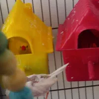 فنچ نروماده کینگ زبرا وبنگالی|پرنده|ری, سیزده آبان|دیوار