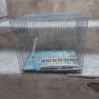 قفس پرنده با وسایل|لوازم جانبی حیوانات|پاکدشت, پاکدشت (مامازند)|دیوار