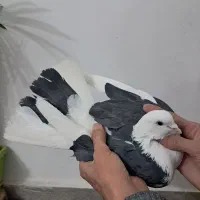 کبوتر شازده|پرنده|هشتگرد, گلسار|دیوار