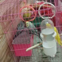 پرنده مرغ عشق و عروس هلندی و فنچ و هر پرنده‌ای