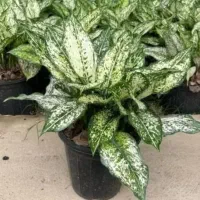 گل های آپارتمانی