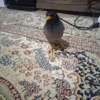 مینا زرنگ و باهوش|پرنده|سبزوار, هویزه|دیوار