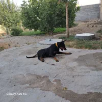 واگذاری ما لینیوز ماده بهترین نژاد