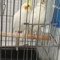 دوجفت عروس هلندی|پرنده|شریفآباد, |دیوار