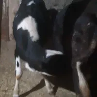 گاو گوساله|حیوانات مزرعه|حسین آباد, |دیوار