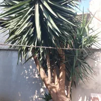 درخت یوکا  ( زیر قیمت )