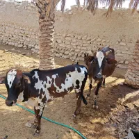 فروش ۶ راس گاو و گوساله نر|حیوانات مزرعه|لامرد, |دیوار