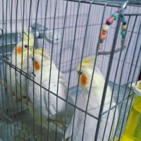 عروس هلندی|پرنده|سبزوار, گلشن|دیوار