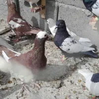 پلنگ، کویتی امری|پرنده|کاشمر, |دیوار