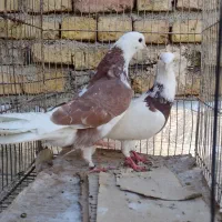 حدود ۲۲تا کبوتر ۱۵۰مفت|حراج|بومهن, |دیوار