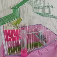 مرغ عشق با جوجه