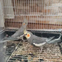 عروس هلندی جفت با جوجه