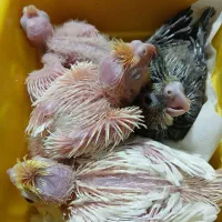 عروس هلندی|پرنده|تهران, مسعودیه|دیوار