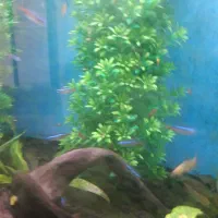 فروش ماهی پلنت (( نئون ))|ماهی|قائم‌شهر, |دیوار