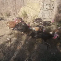 تُخمِ نُطفِه دارِ بوقلمونِ نِژادِ بُرُنز و بوربُن