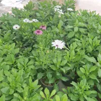 حراج گل|گل و گیاه طبیعی|بیرجند, |دیوار