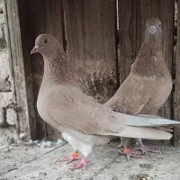 جفت زرد پرش بالا|پرنده|قم, بنیاد|دیوار