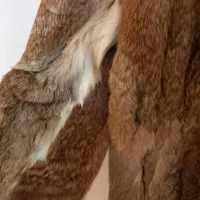 پالتوی پ.وست|لباس|ارومیه, |دیوار