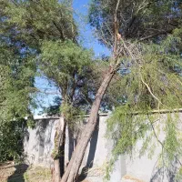 برش و قطع درخت و خرید چوب