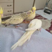 یه جفت عروس هلندی مولد