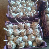 سیر درجه یک|عمدهفروشی|اشترینان, |دیوار