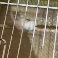 ی جفت فنچ مولد با ی مرغ عشق ماده