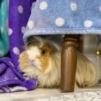 خوکچه هندی مو فشن