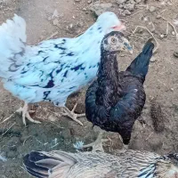 مرغ وخروس گلین جوجه لاری بوقلمون ماده|حیوانات مزرعه|مزرعه کتول, |دیوار