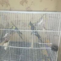 پرنده های سخن گو|پرنده|آزادشهر, |دیوار